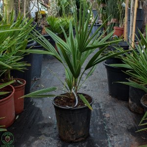 Palmička nízka (Chamaerops Humilis) - výška kmeňa 0-10cm, celková výška 20-50cm (-14°C) 